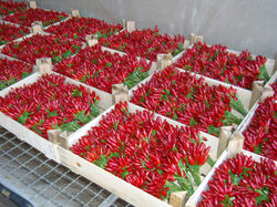 Peperoncini piccanti