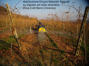 Distribuzione Enzimi su Vigneto ...e quali problemi possono risolvere