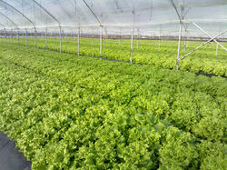 Insalata coltivata con Naguall