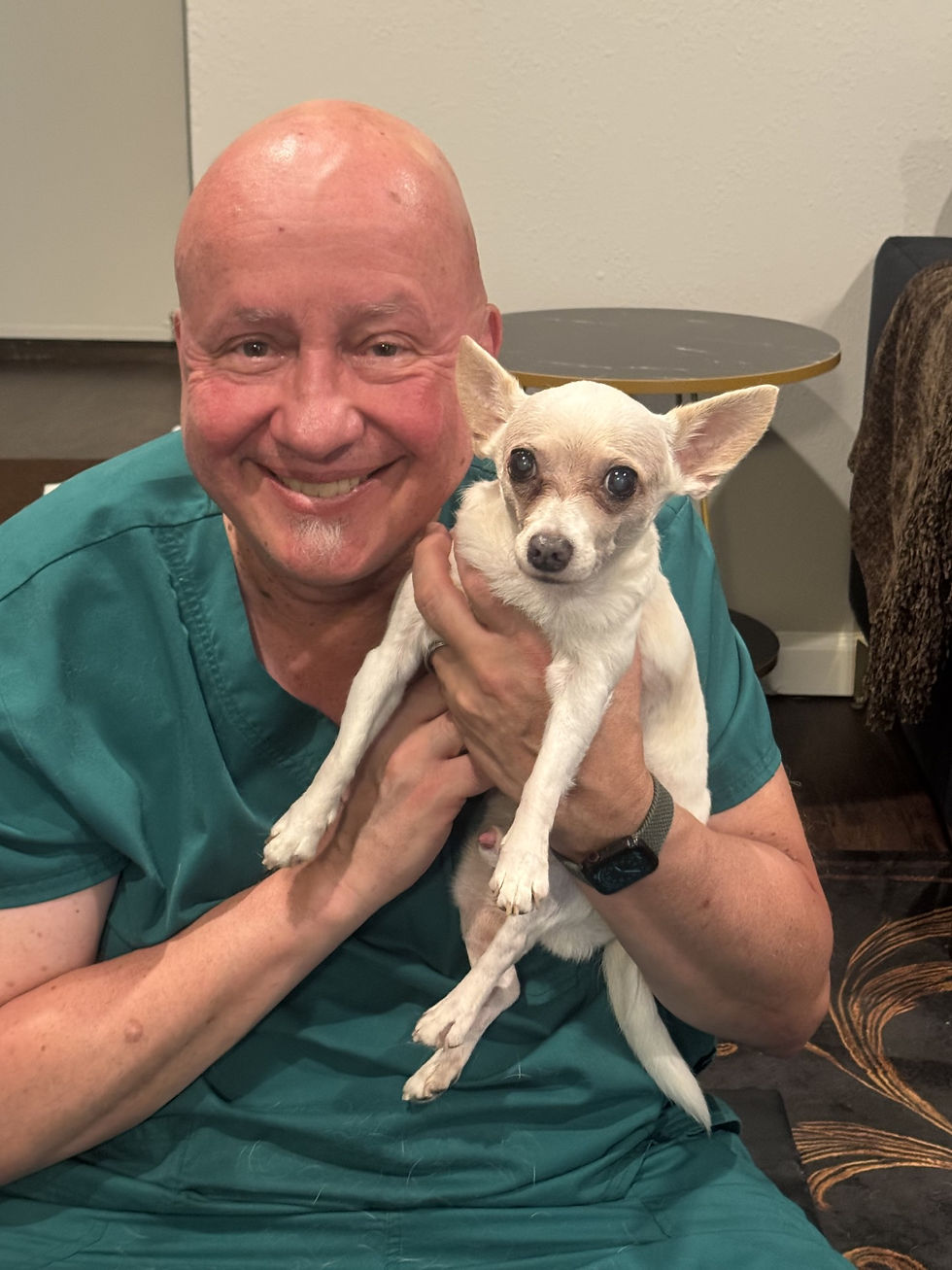 Polo the Chihuahua