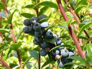 blueblack huckleberrie
