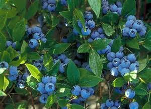 blueberries