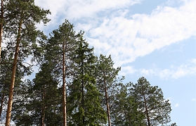 pines - header.jpg