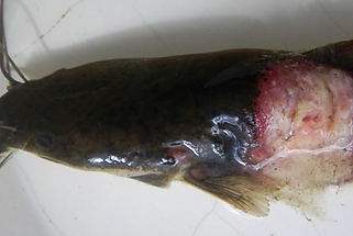 fish2.png