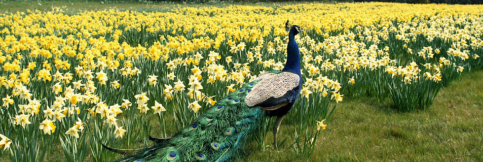 Daffs 3 March.jpg