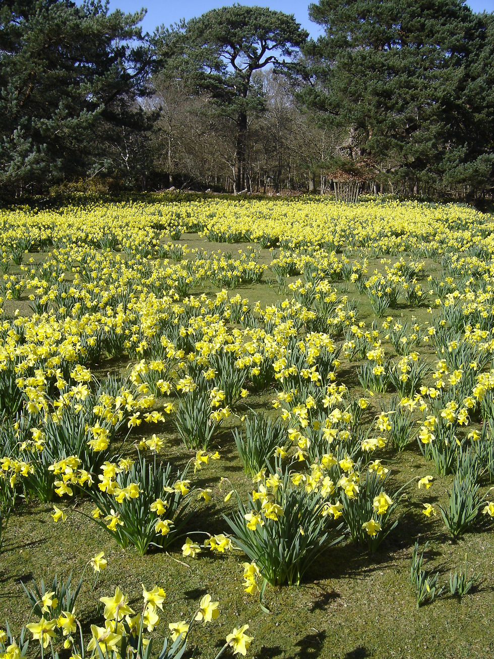 Daffodil Field in Spring