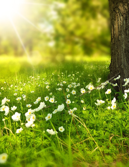 bloom-blossom-flora-60006.jpg