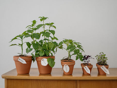 Kitchen Growing 101: Herbs, Veggies, and Berries