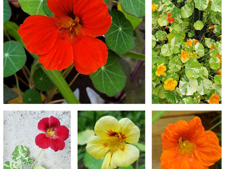 Nasturtiums