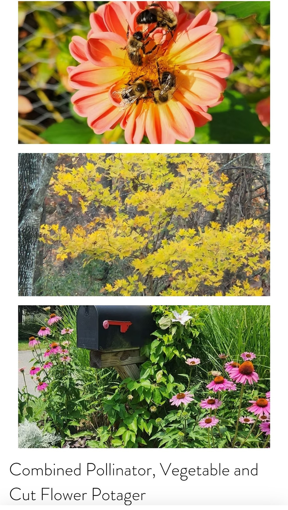 Screenshot_20250220_062142_Samsung Internet.jpg