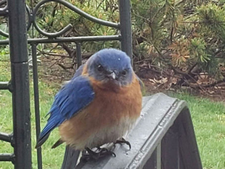 Bird Song