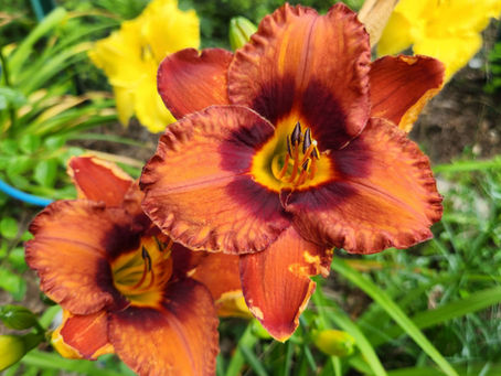 Daylilies