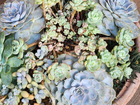 Rethinking My Summer Containers