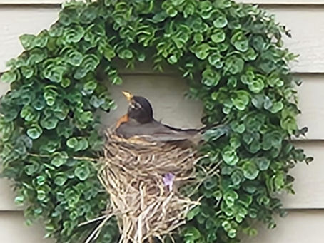 Giving Up on the Bird House