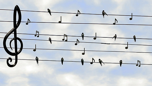 Musik_BirdNotes.jpg