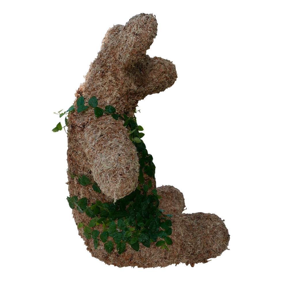 Thumbnail: Planted Large Teddy Bear Topiary Side View.