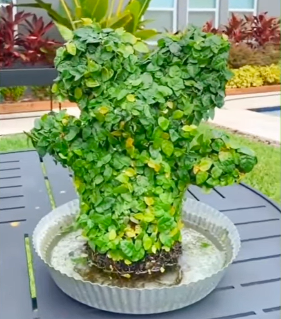 Thumbnail: Standing Mouse Topiary - Planted