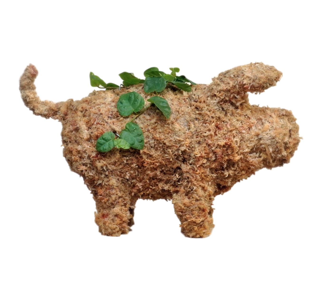 Small Pig topiary planted; side view.