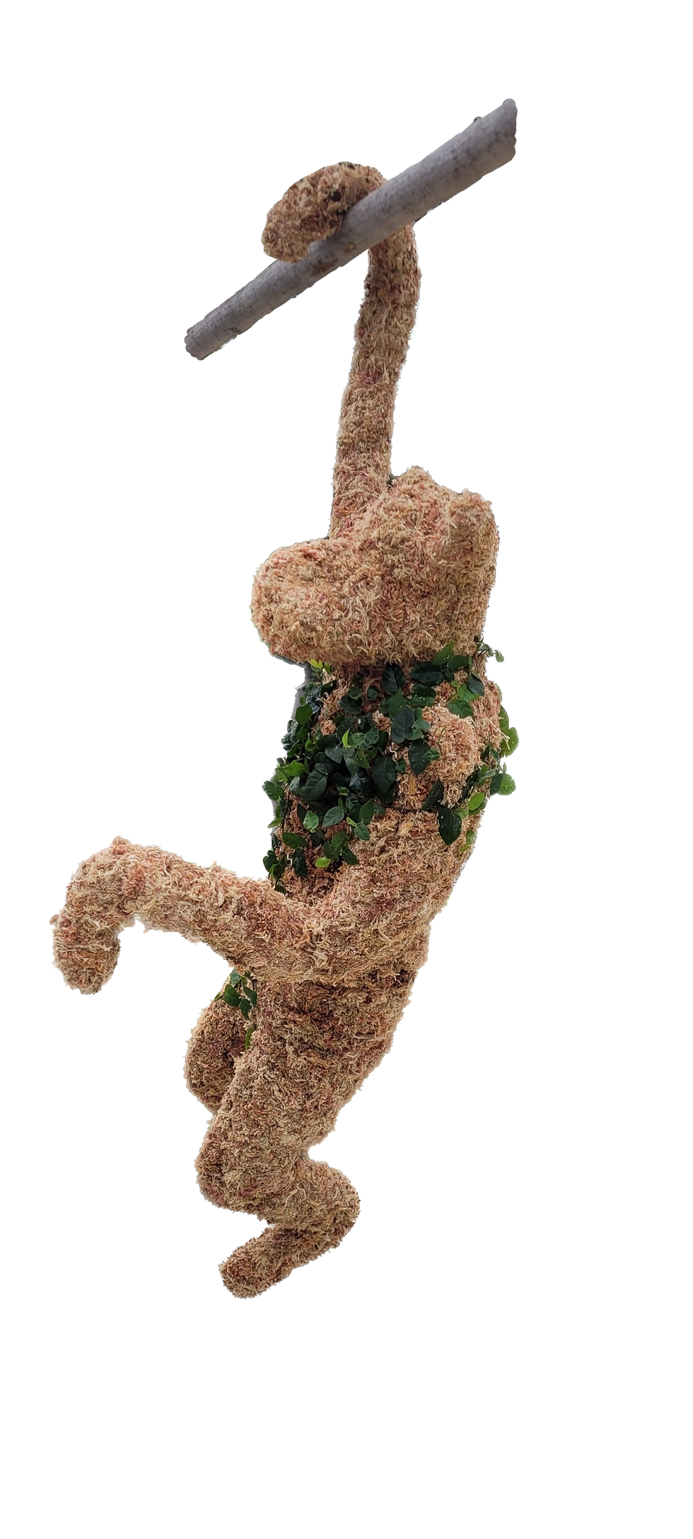 Thumbnail: Large Hanging Monkey Topiary - Planted