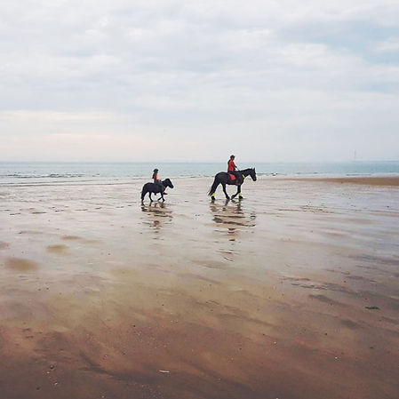 Paarden op het strand