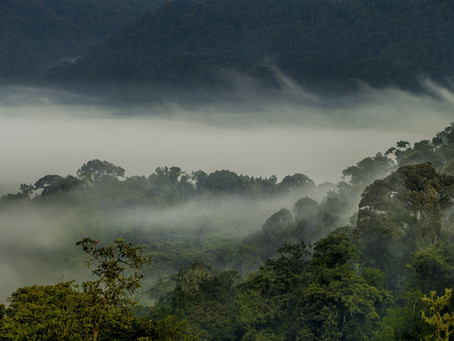 Rwanda: nieuwe bestemming Mgeni Safaris