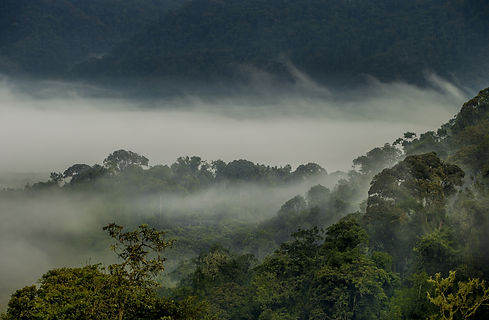Mgeni Safaris_gorillas in the mist Rwanda.jpeg
