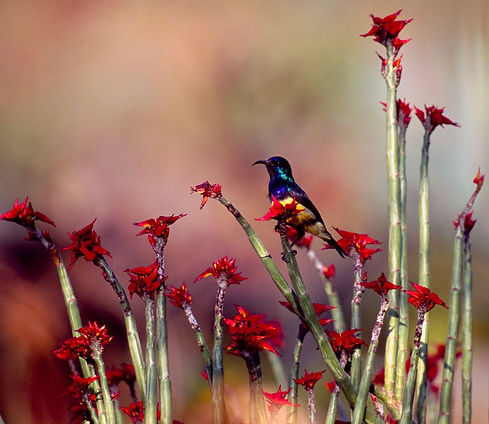 Mgeni Safaris_sunbird Rwanda.jpeg