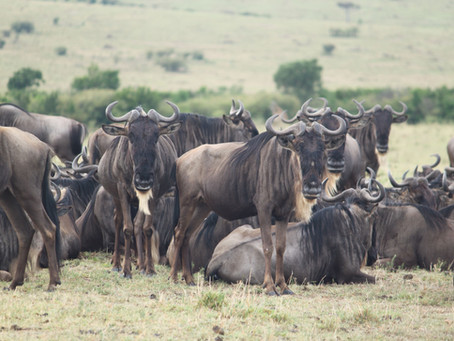 The great migration in Kenia en Tanzania