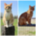 Barn Cats 2.jpg