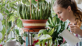 Greenbourne Nursery advises us on Indoor Plants