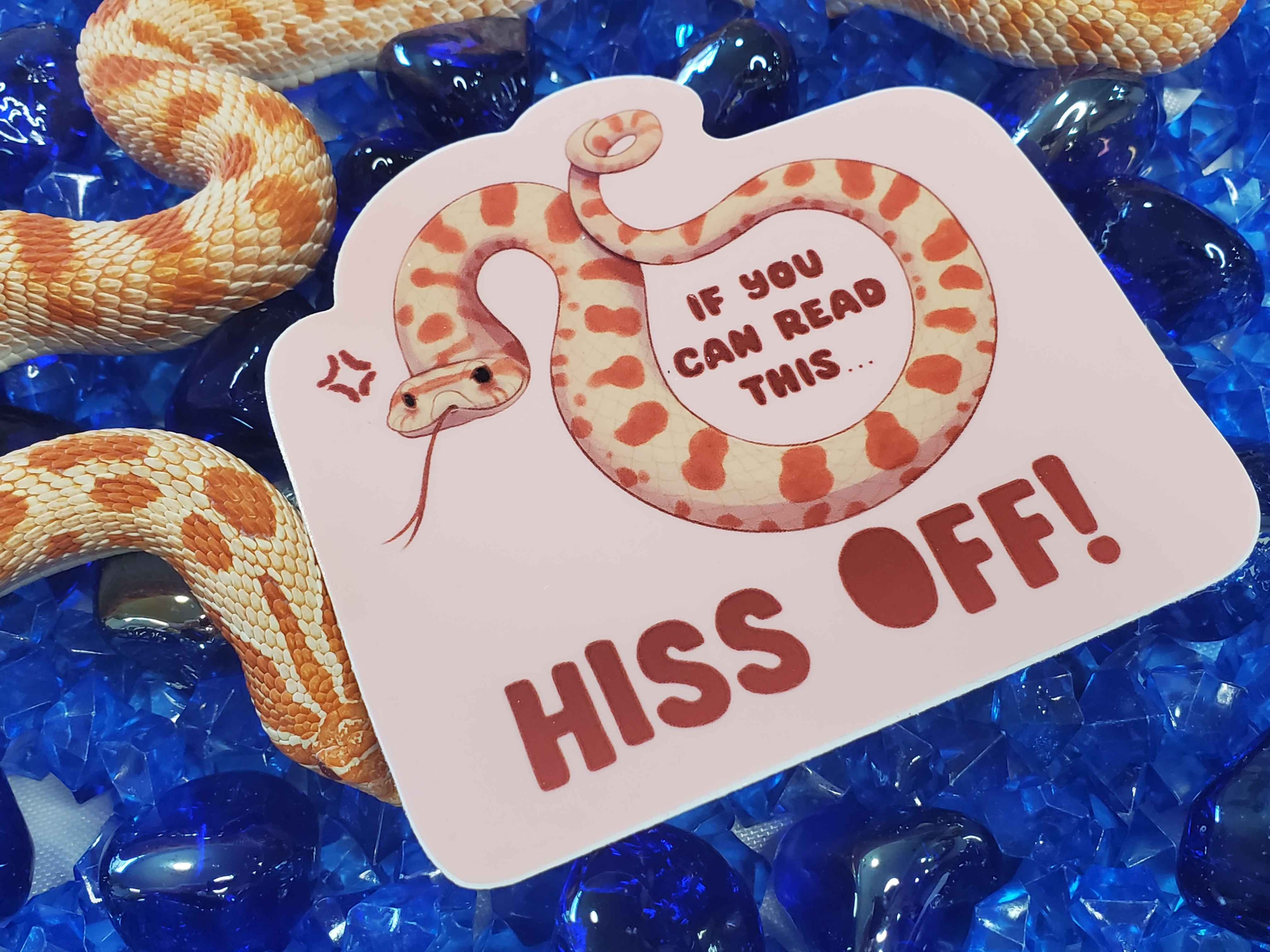 Hognose Snake "Hiss Off" Drama Cober Vinyl Bumper Sticker (Snake Not Inclu