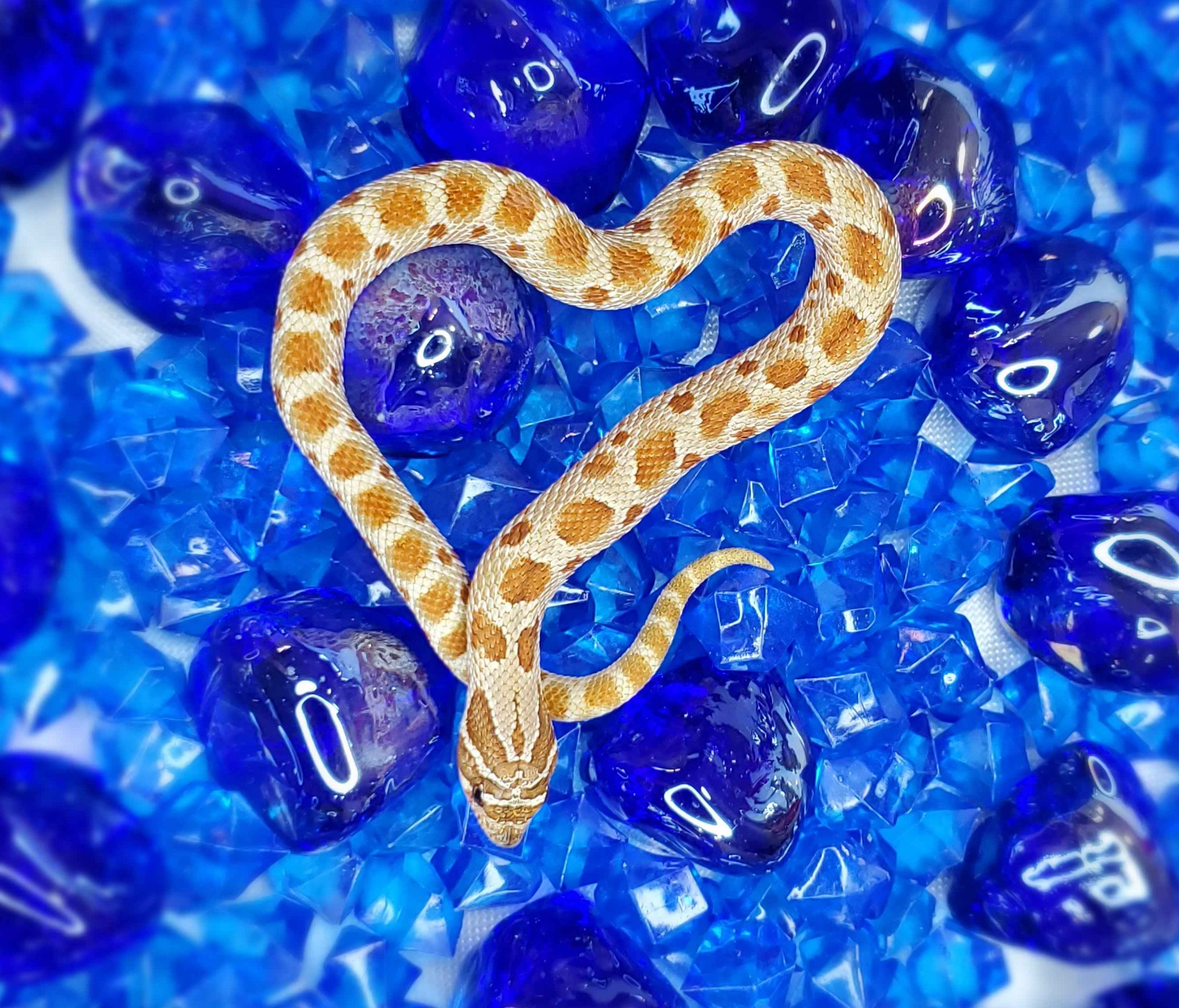 Conda 66% Het True Hypo & Pistachio 50% Het Leucistic