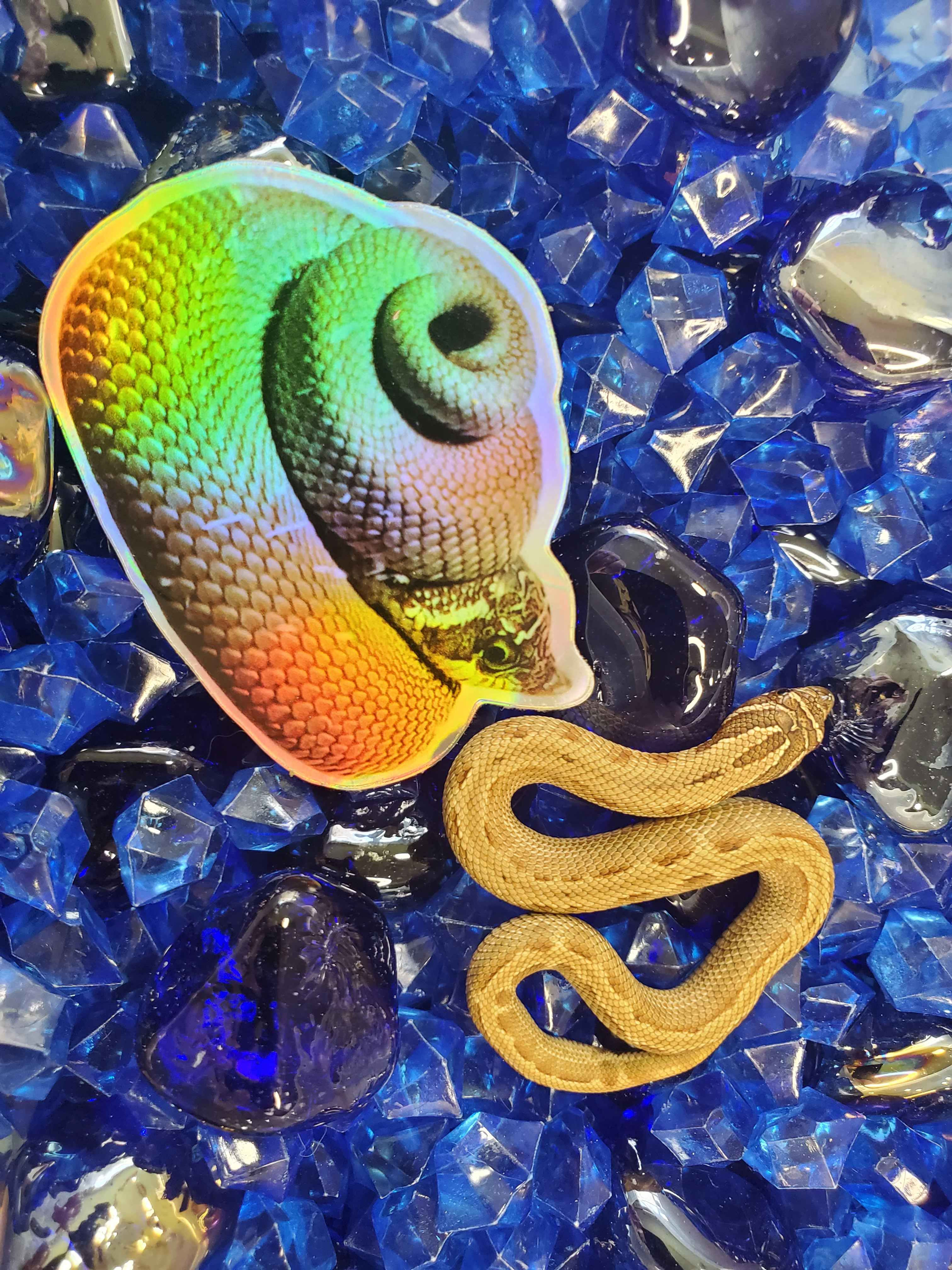 Hognose Snake Sticker Cinnamon Roll Holographic Vinyl (Snake Not Inclu