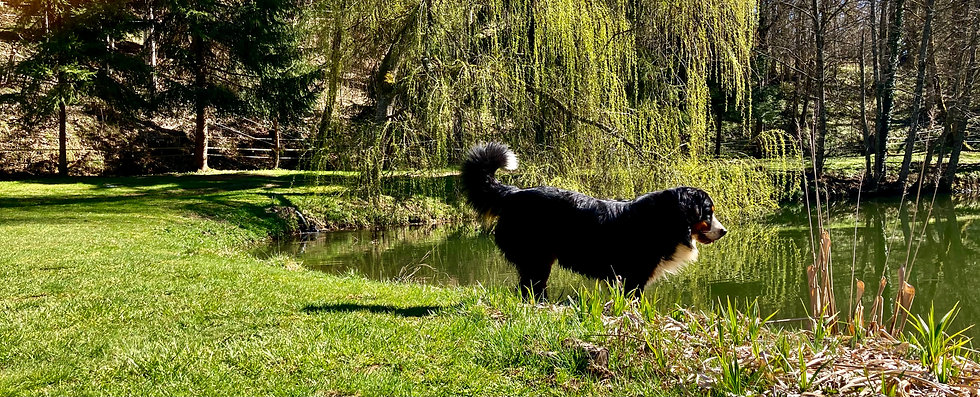 élevage du Loup de la Roche des Vents Patxi