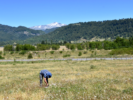 The key to plant invasions in the Andes
