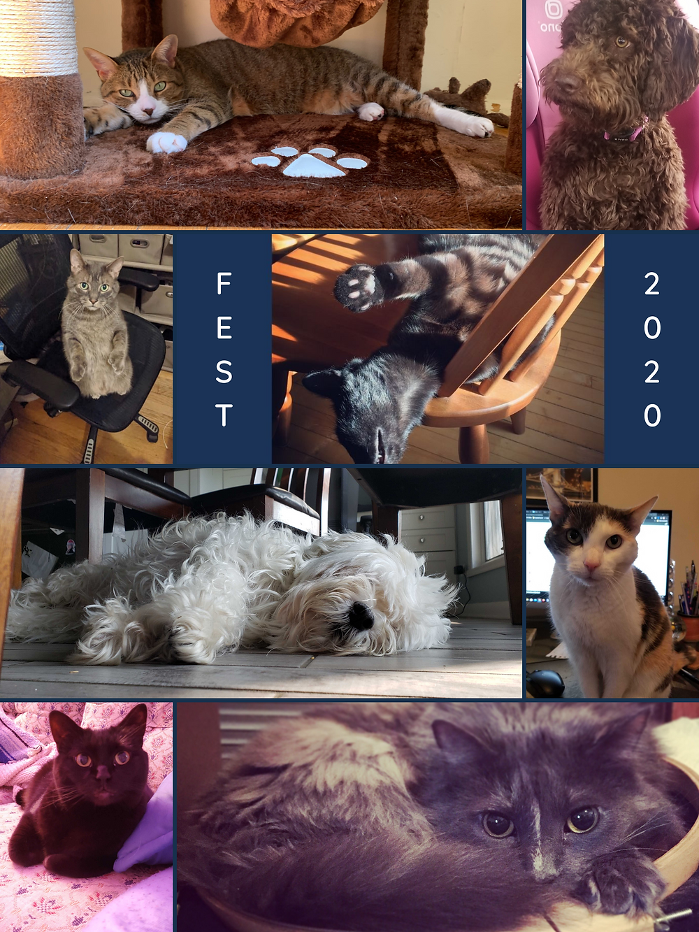 Some of the Milyli pets during Fest.