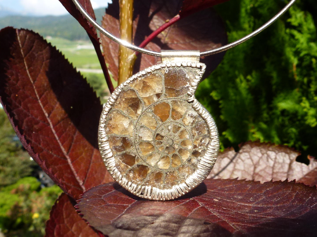 Argent - Ammonite