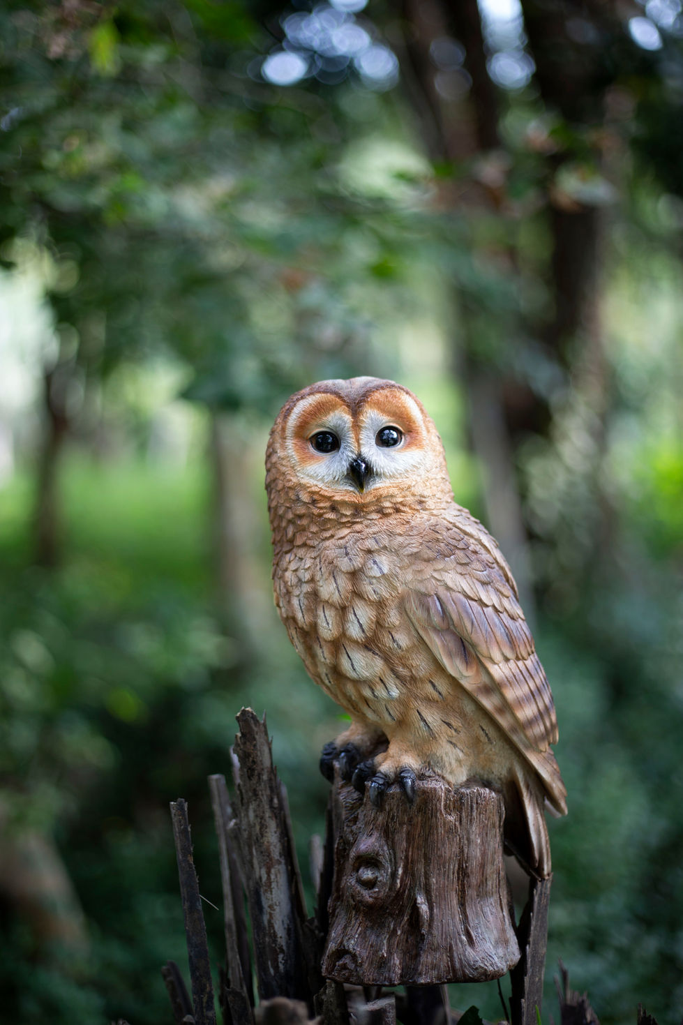 Brown Owl on Branch