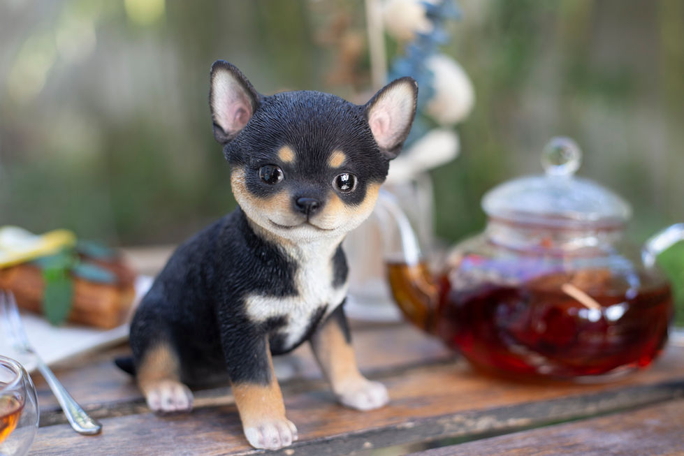 Black Chihuahua Puppy