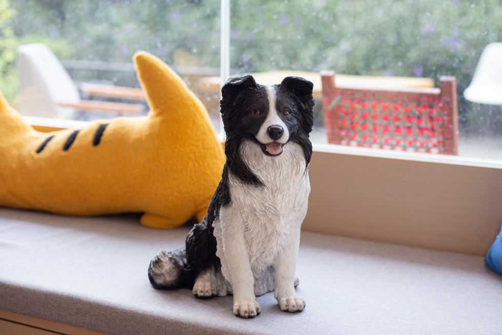  Black & White Sheepdog