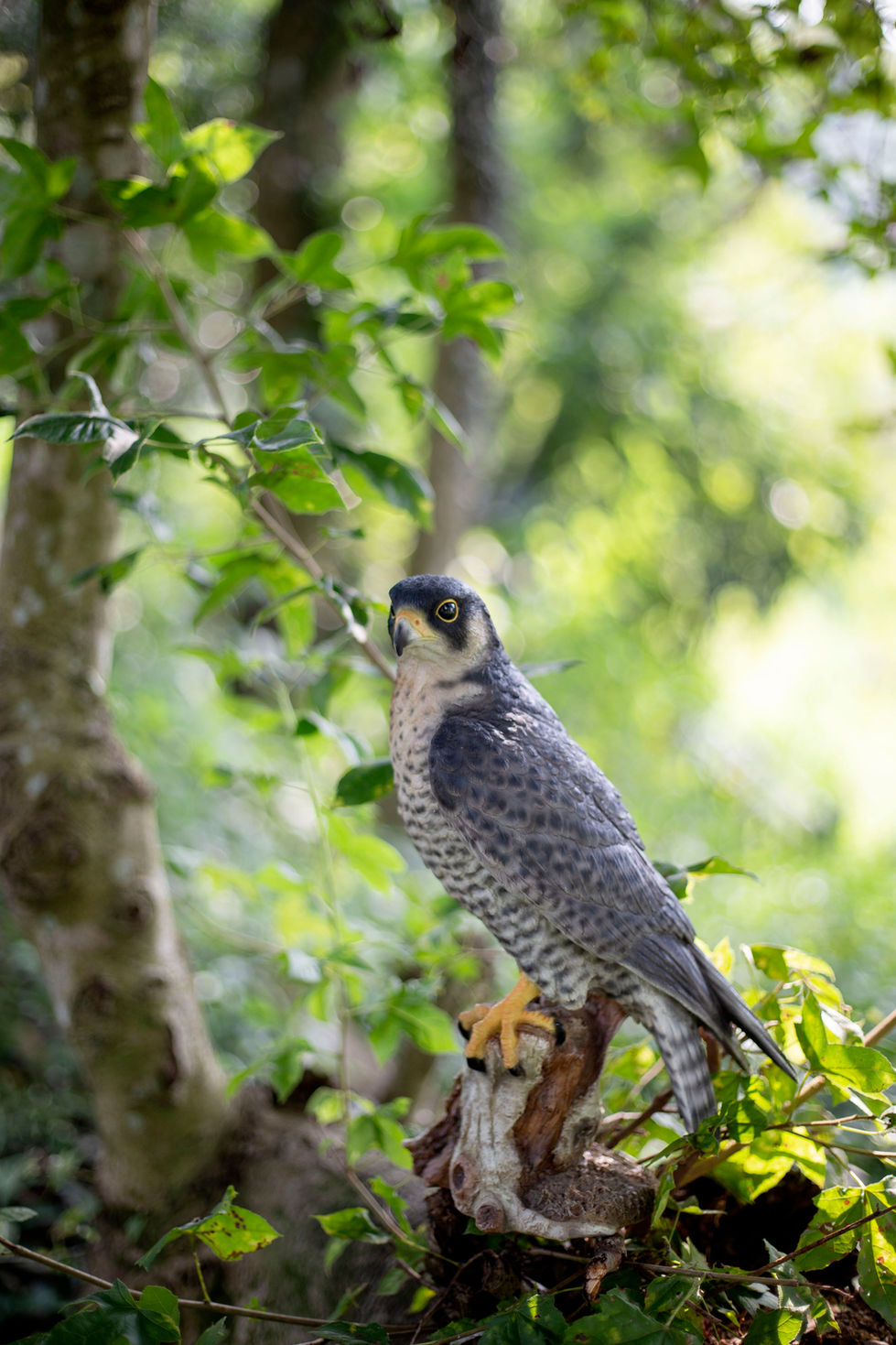 Peregrine Falcon on Branch