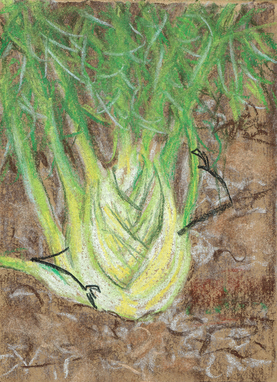 19Fennel