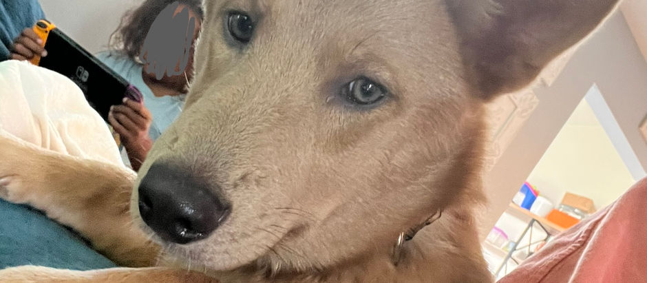Charlie (Adopted)