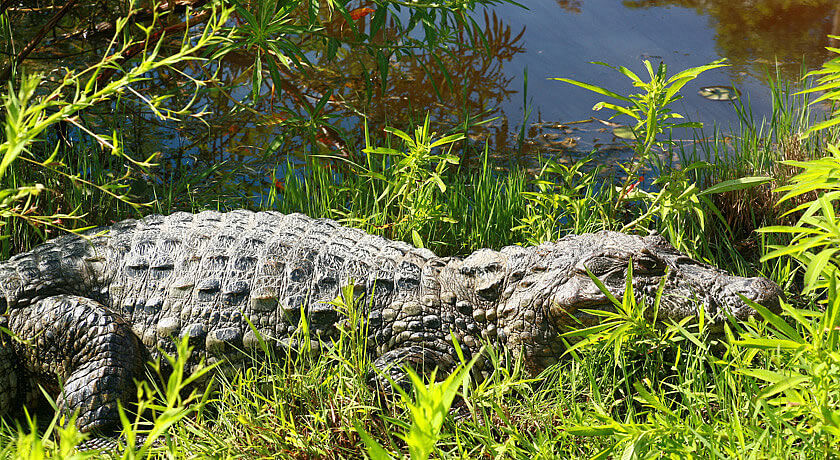 Miniatura: Refúgio Bela Vista - Itaipu