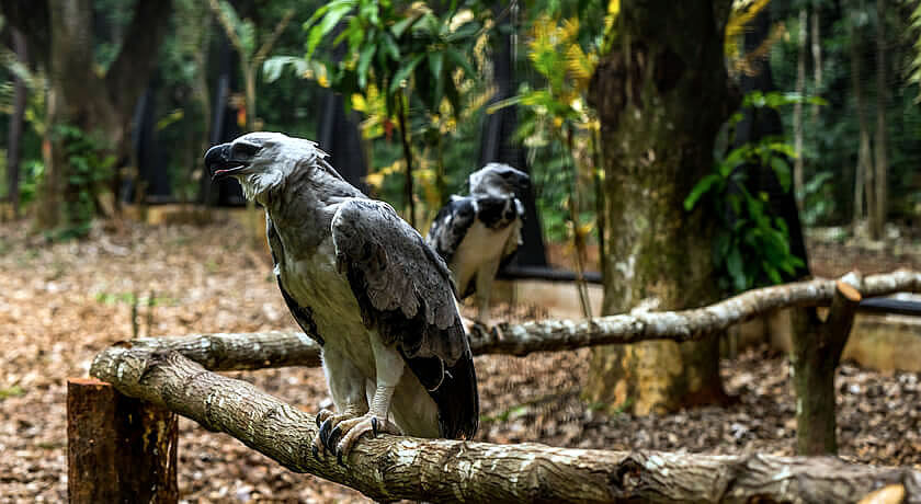 Miniatura: Refúgio Bela Vista - Itaipu