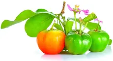 2_3.webp