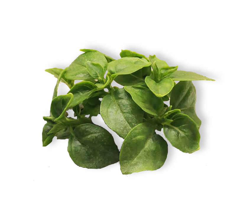 griechisches Basilikum