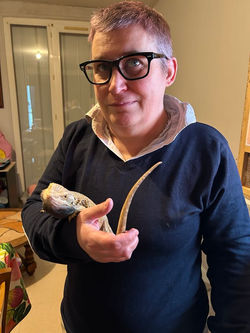 Adoption Pogona vitticeps