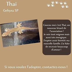fiche thai.jpg