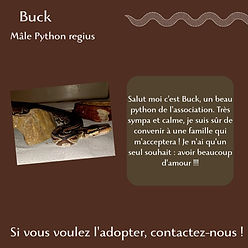 fiche buck.jpg